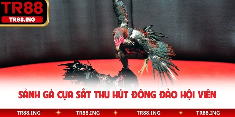 Sảnh gà cựa sắt thu hút đông đảo hội viên